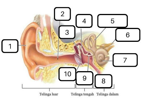 Gambar 9 Bagian-bagian telinga